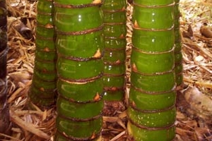 Giant-Buddhas-Belly-culms